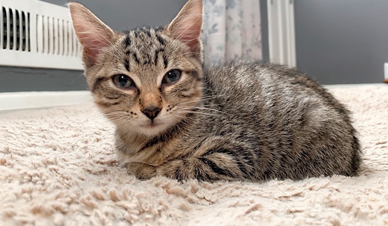 Want to adopt a pet? Here are 7 fluffy felines to adopt now in Baltimore