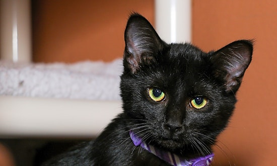 5 fluffy felines to adopt now in Charlotte