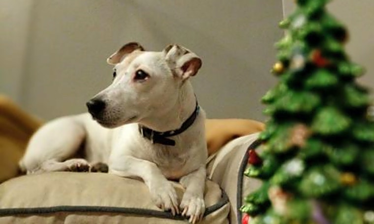 Looking to adopt a pet? Here are 4 lovable pups to adopt now in Long Beach