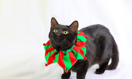 5 cuddly kittens to adopt now in Minneapolis