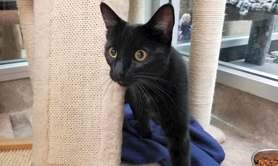 Want to adopt a pet? Here are 3 charming cats to adopt now in Sacramento