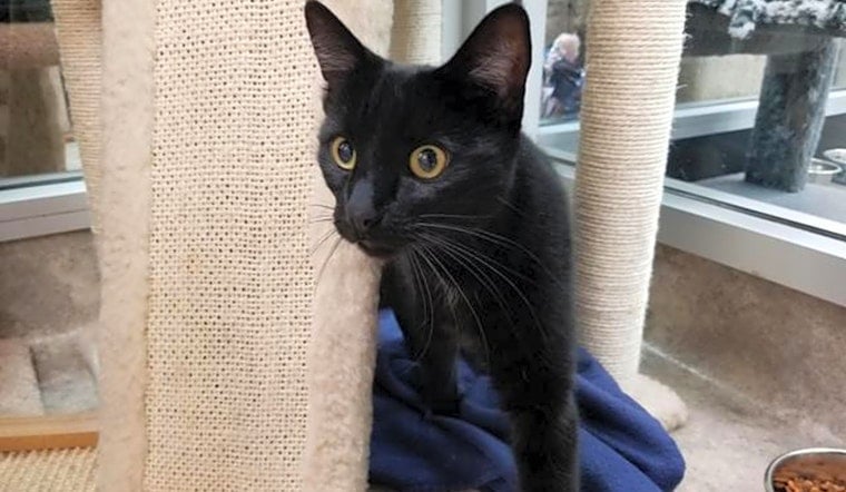 Want to adopt a pet? Here are 3 charming cats to adopt now in Sacramento