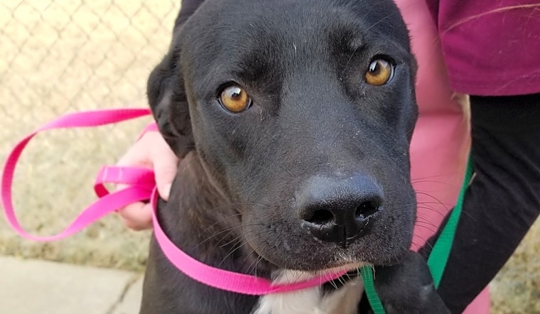 5 precious puppies to adopt now in Boston