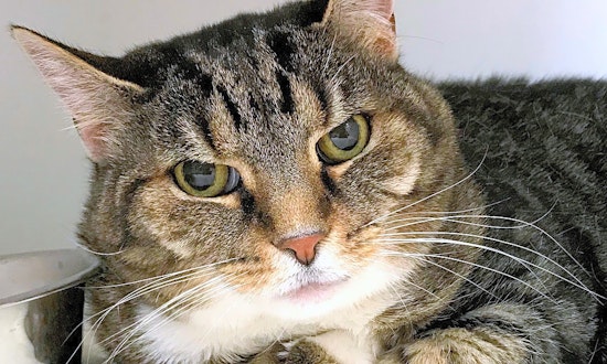 Looking to adopt a pet? Here are 6 charming cats to adopt now in Philadelphia