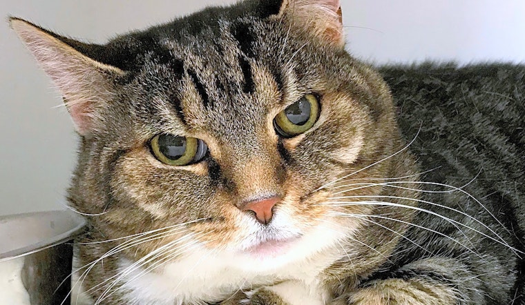 Looking to adopt a pet? Here are 6 charming cats to adopt now in Philadelphia