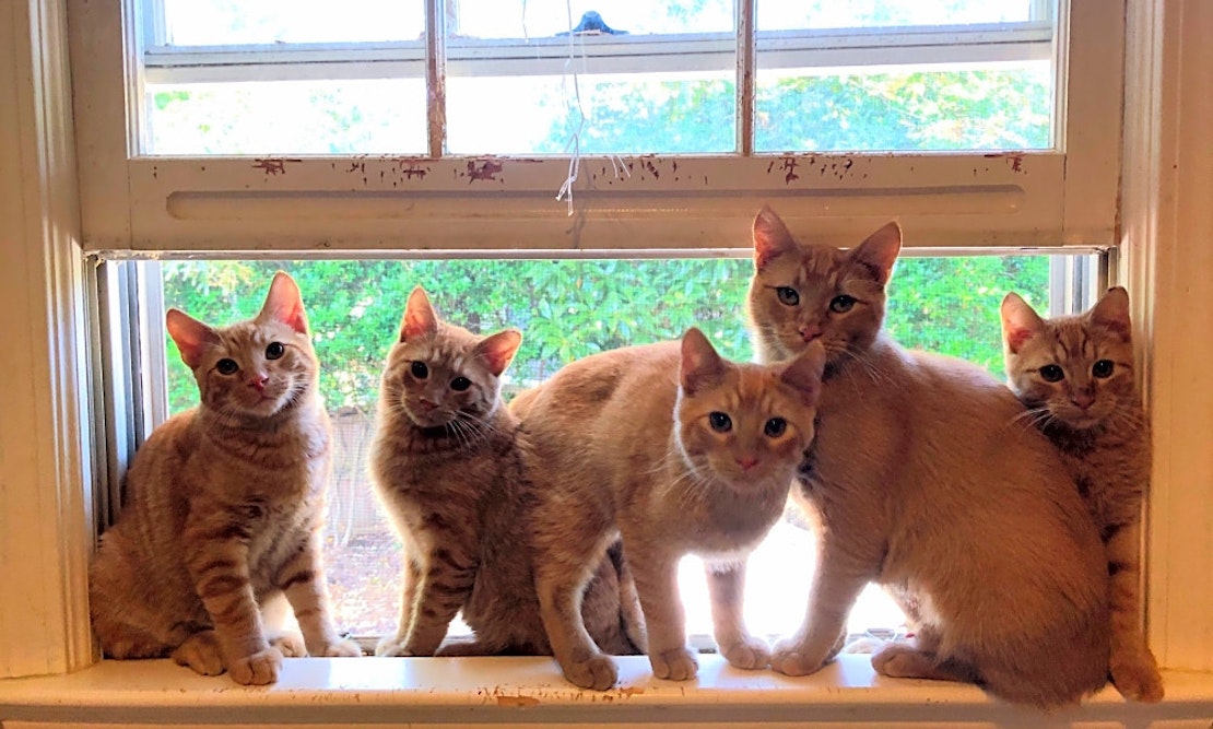These Atlanta-based kittens are up for adoption and in need of a good home