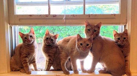 These Atlanta-based kittens are up for adoption and in need of a good home