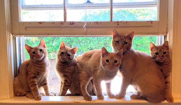 These Atlanta-based kittens are up for adoption and in need of a good home