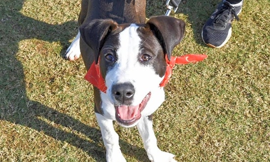 7 perfect pups to adopt now in New Orleans