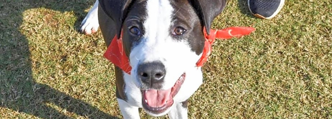 7 perfect pups to adopt now in New Orleans