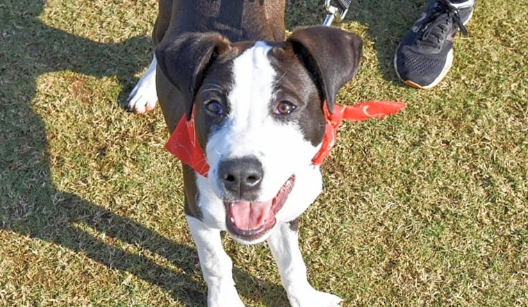 7 perfect pups to adopt now in New Orleans