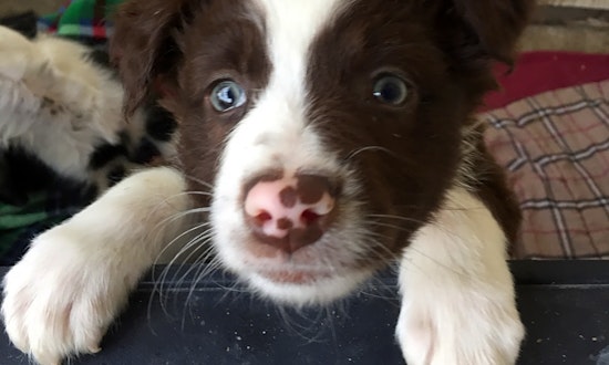 Looking to adopt a pet? Here are 5 perfect pups to adopt now in Austin
