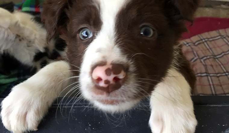 Looking to adopt a pet? Here are 5 perfect pups to adopt now in Austin