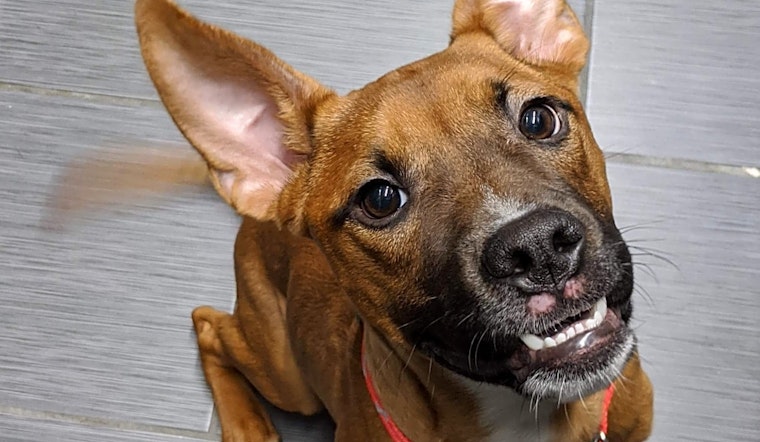6 adorable pups to adopt now in Denver