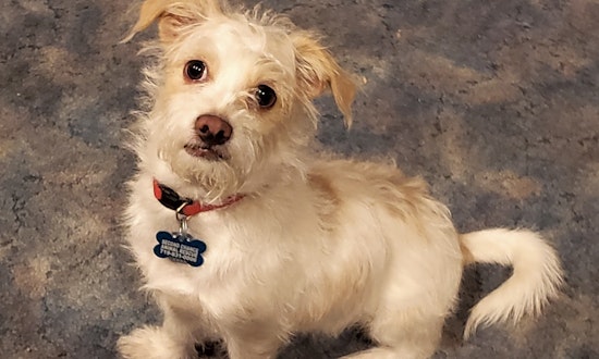 4 cuddly canines to adopt now in Colorado Springs