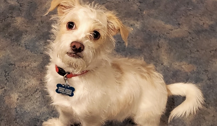 4 cuddly canines to adopt now in Colorado Springs