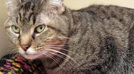 Want to adopt a pet? Here are 7 cool kitties to adopt now in Albuquerque