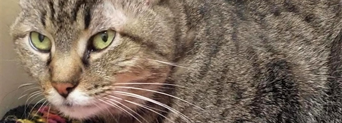 Want to adopt a pet? Here are 7 cool kitties to adopt now in Albuquerque