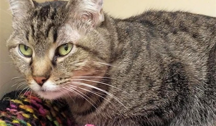 Want to adopt a pet? Here are 7 cool kitties to adopt now in Albuquerque