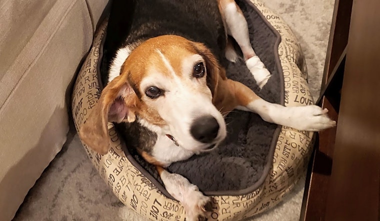 7 cuddly canines to adopt now in Tucson