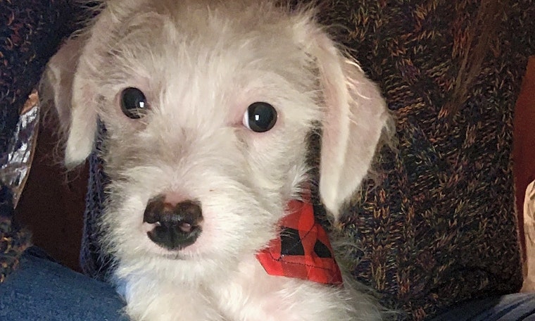 6 adorable pups to adopt in Santa Ana