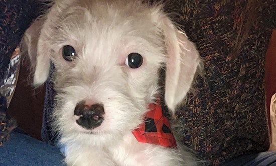 6 adorable pups to adopt in Santa Ana