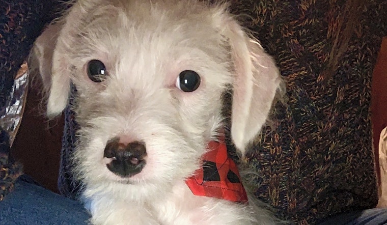6 adorable pups to adopt in Santa Ana