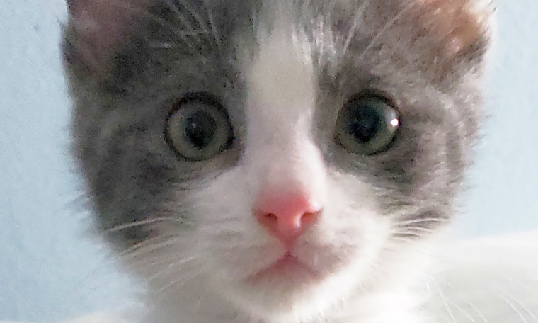 Irvine-based kittens up for adoption