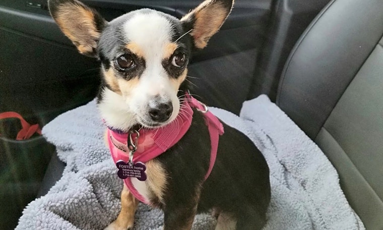 7 precious pups to adopt now in San Francisco
