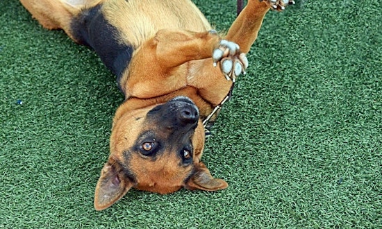 Want to adopt a pet? Here are 3 cuddly canines to adopt now in San Jose