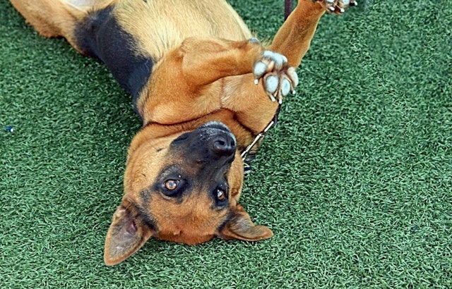 Want to adopt a pet? Here are 3 cuddly canines to adopt now in San Jose