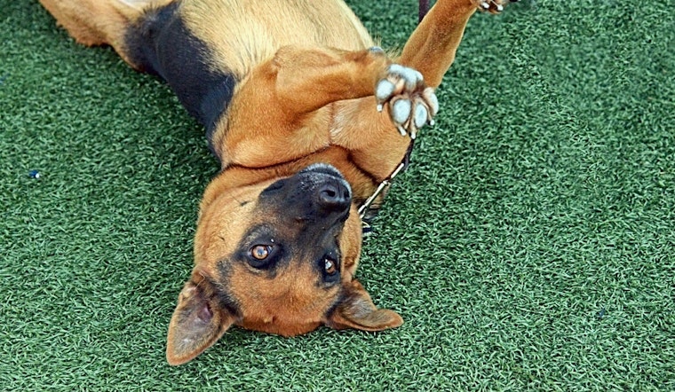 Want to adopt a pet? Here are 3 cuddly canines to adopt now in San Jose