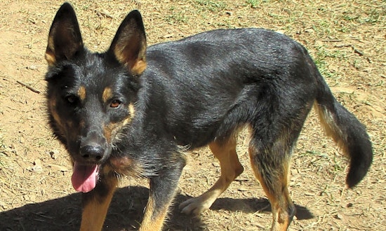 Looking to adopt a pet? Here are 7 delightful doggies to adopt now in Portland