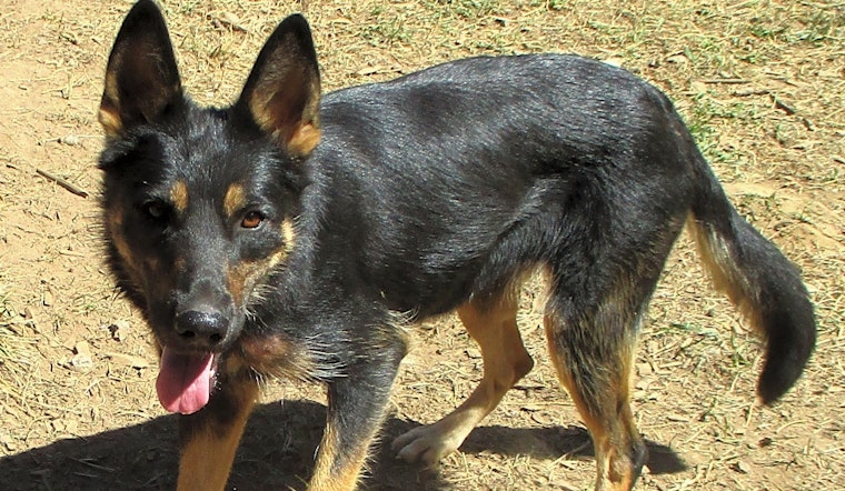 Looking to adopt a pet? Here are 7 delightful doggies to adopt now in Portland