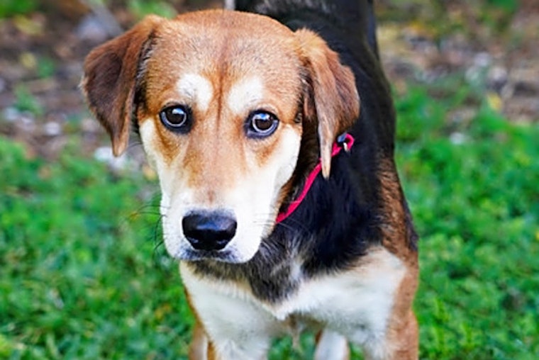 These Miami-based doggies are up for adoption and in need of a good home