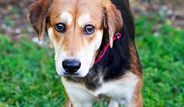 These Miami-based doggies are up for adoption and in need of a good home