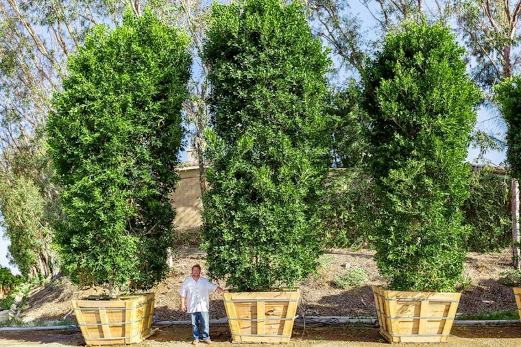 Irvine's 5 top plant nurseries