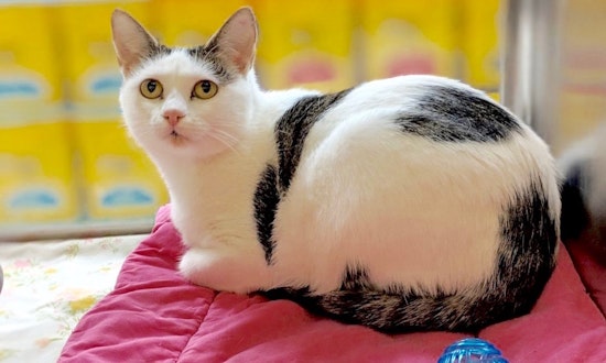 7 cute cats up for adoption now in Plano