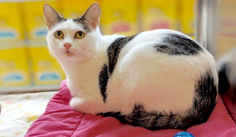 7 cute cats up for adoption now in Plano