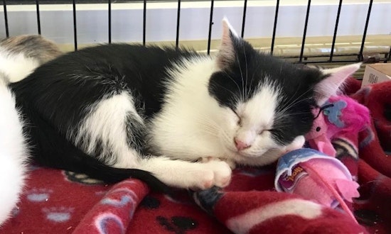 4 snuggly kittens to adopt now in Fort Worth