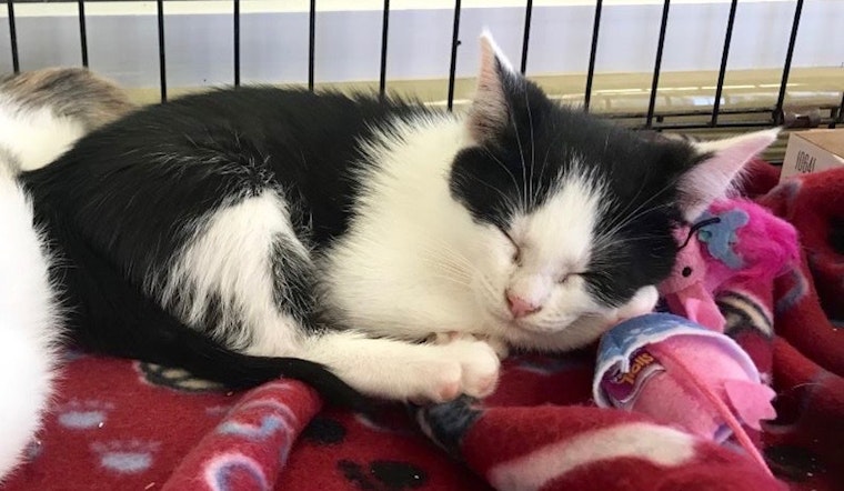 4 snuggly kittens to adopt now in Fort Worth