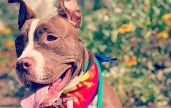6 precious puppies up for adoption in San Diego