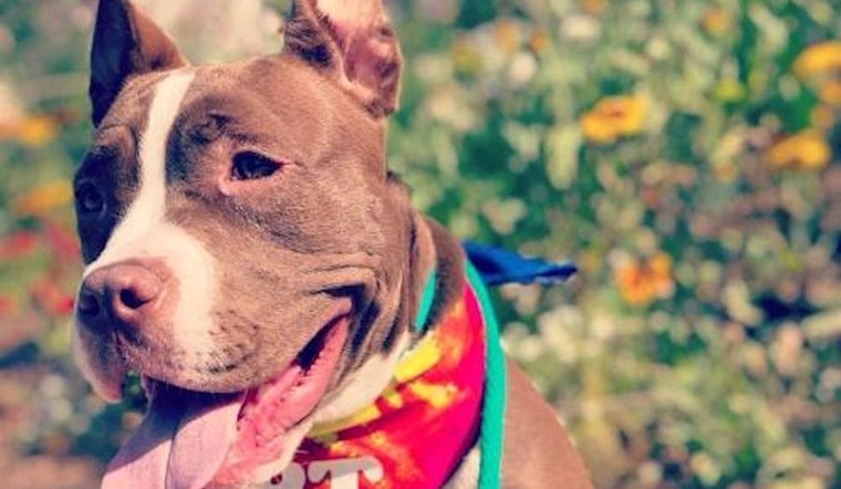 6 precious puppies up for adoption in San Diego