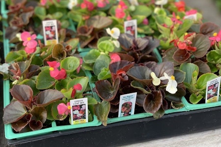 Fresno's 3 favorite plant nurseries (that won't break the bank)