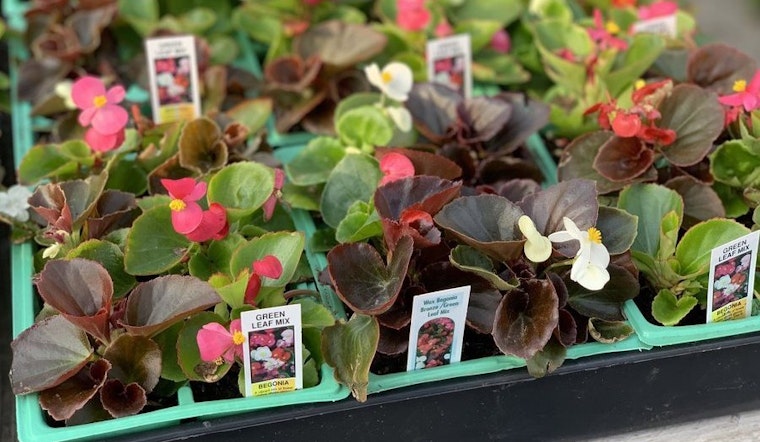 Fresno's 3 favorite plant nurseries (that won't break the bank)