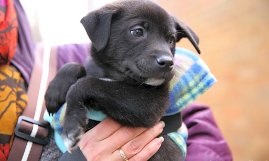 Want to adopt a pet? Here are 7 perfect pups to adopt now in New York City