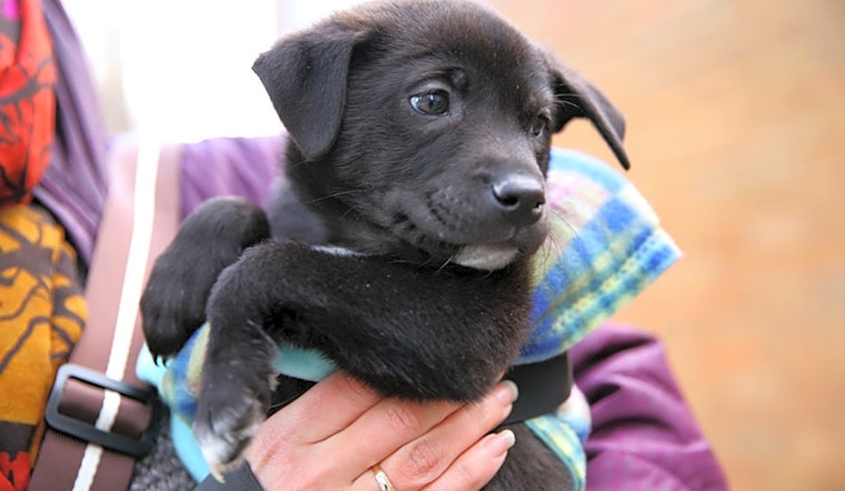Want to adopt a pet? Here are 7 perfect pups to adopt now in New York City