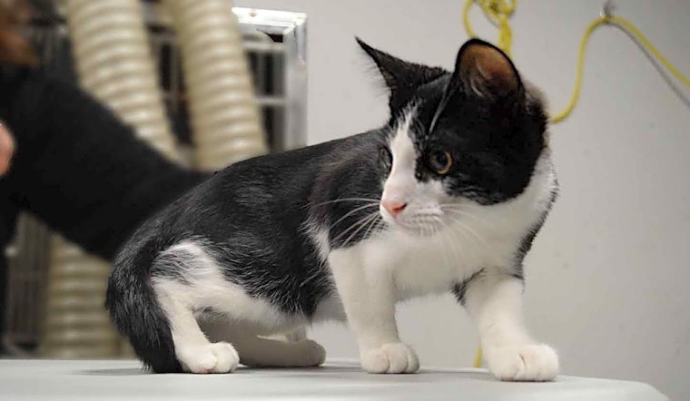 These Washington-based kittens are up for adoption and in need of a good home