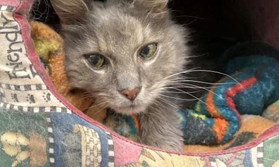 These Boston-based cats are up for adoption and in need of a good home