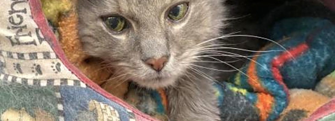 These Boston-based cats are up for adoption and in need of a good home